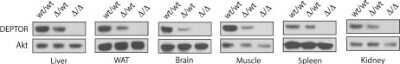 Knockout Validated: DEPTOR/DEPDC6 Antibody - BSA Free [NBP1-49674]